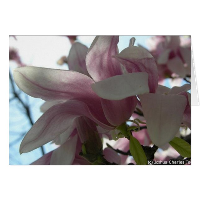 花との私の愛の発送 (正面横)