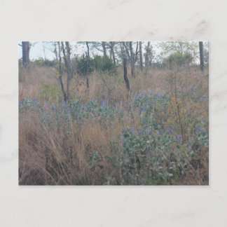 花とブラシ ポストカード