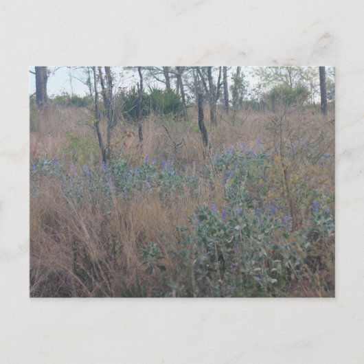 花とブラシ ポストカード (正面)