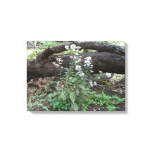 花とログキャンバスの包まれたプリント