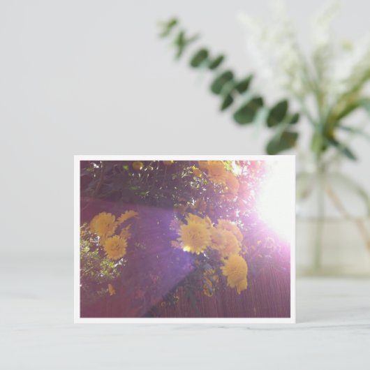 花と光 ポストカード (スタンド正面)