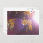 花と光 ポストカード (正面/裏面)