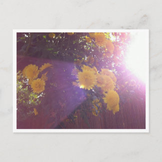 花と光 ポストカード