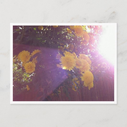 花と光 ポストカード (正面)