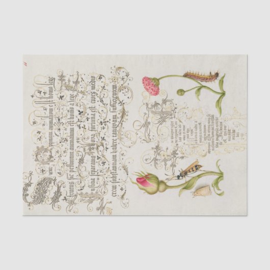 花と昆虫のウェインスコット体スクリプト 薄葉紙 (正面)