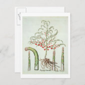 花と果実の一般的なアスパラガス、「ホー」 ポストカード (正面/裏面)