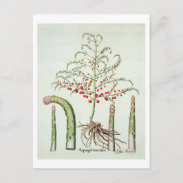 花と果実の一般的なアスパラガス、「ホー」 ポストカード