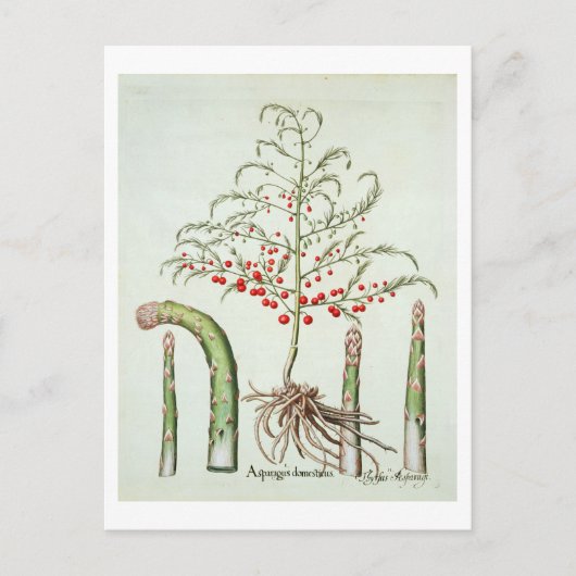 花と果実の一般的なアスパラガス、「ホー」 ポストカード (正面)