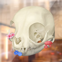 花と猫の頭蓋骨