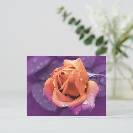 花と雨粒、紫とオレンジのデュオトン ポストカード (スタンド正面)