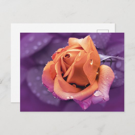 花と雨粒、紫とオレンジのデュオトン ポストカード (正面/裏面)