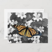 花と（昆虫）オオカバマダラ、モナーク ポストカード (正面/裏面)