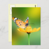 花にかわいらしすわる小さな蝶 ポストカード (正面/裏面)