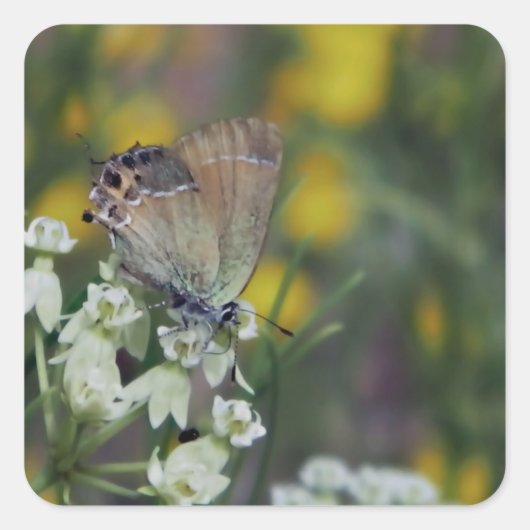 花につける蝶 スクエアシール (正面)
