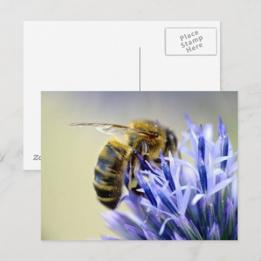 花に乗る ポストカード (正面/裏面)