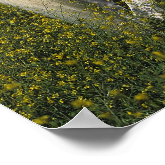 花に咲くアラブの馬 ポスター (角)