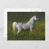 花に咲くアラブの馬 ポストカード (正面/裏面)