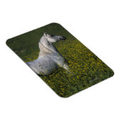 花に咲くアラブの馬 マグネット (右側)