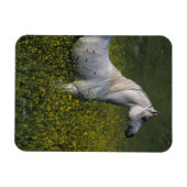 花に咲くアラブの馬 マグネット (横)