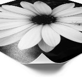 花に咲く白と黒の小さなクモ フォトプリント            (角)