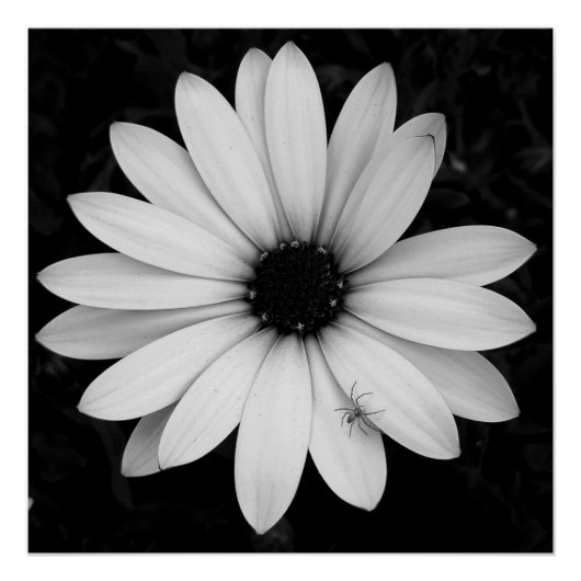 花に咲く白と黒の小さなクモ ポスター (正面)
