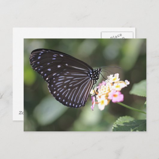 花に咲く黒蝶と青蝶 ポストカード (正面/裏面)