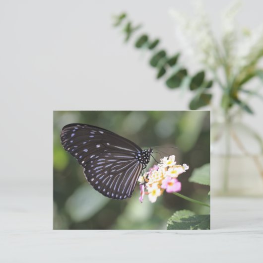 花に咲く黒蝶と青蝶 ポストカード (スタンド正面)