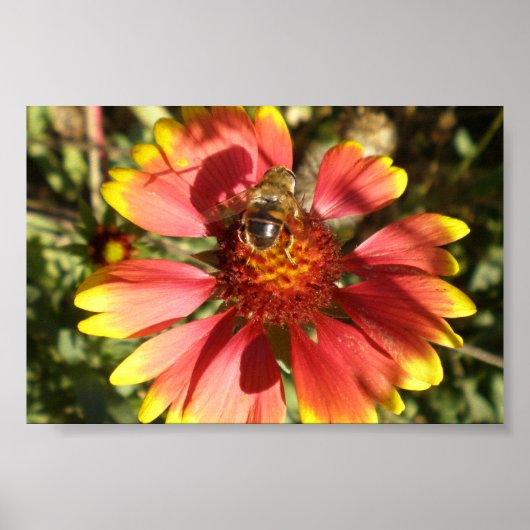 花に座るミツバチ ポスター (正面)