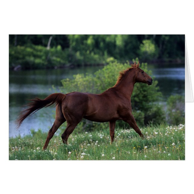 花に立っている純血種の馬 (正面横)