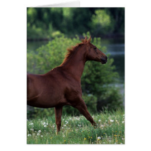 花に立っている純血種の馬