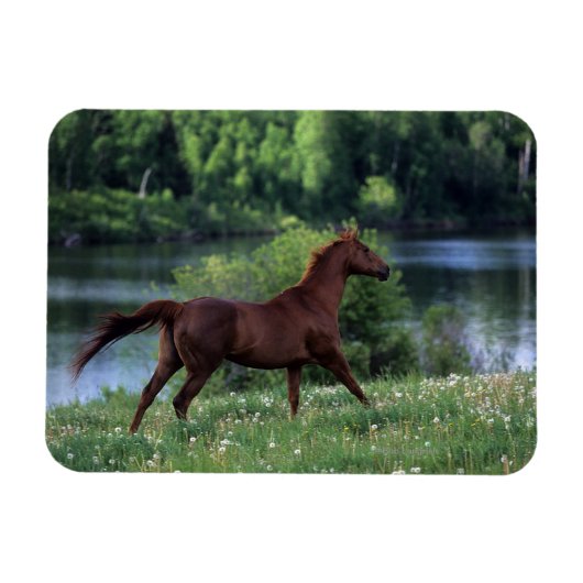 花に立つサラブレッドの馬 マグネット (横)