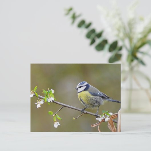 花のあるさくらんぼの木の枝に青いチットの鳥 ポストカード (スタンド正面)