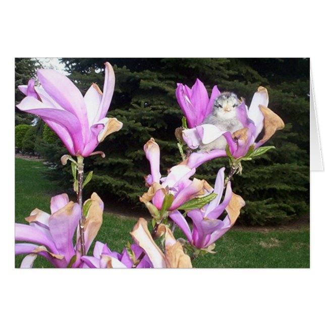 花のかわいい鶏 (正面横)