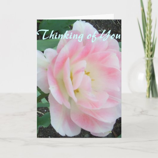 花のかわいらし白いピンクがすぐに良くなる カード (正面)