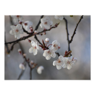 花のさくらんぼ フォトプリント