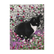 花のそばのそば黒　Ｔｕｘｅｄｏ　ｋｉｔｔｙ　ｃａｔ