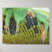 花のひまわり種子が近くまで咲く ポスター (正面)