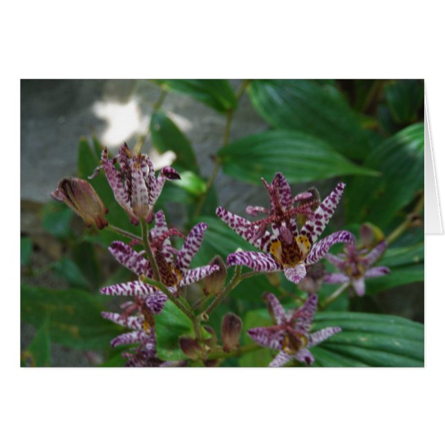 花のような紫のストライプのピンクの白い蘭 (正面横)