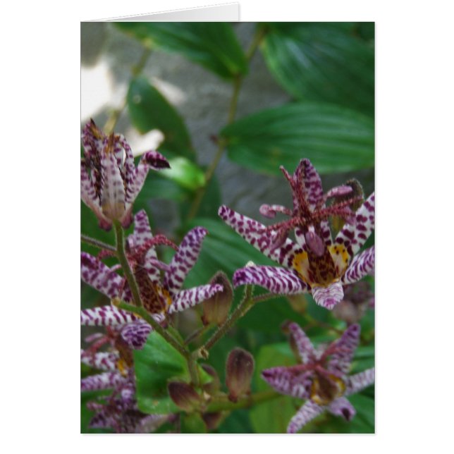 花のような紫のストライプのピンクの白い蘭 (正面)