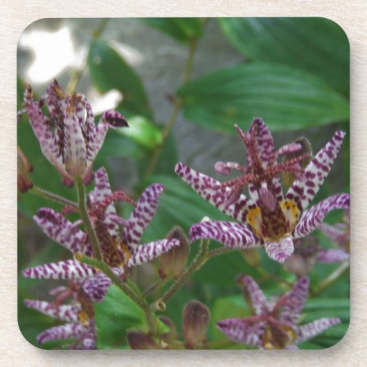 花のような紫のストライプのピンクの白い蘭 コースター (正面)