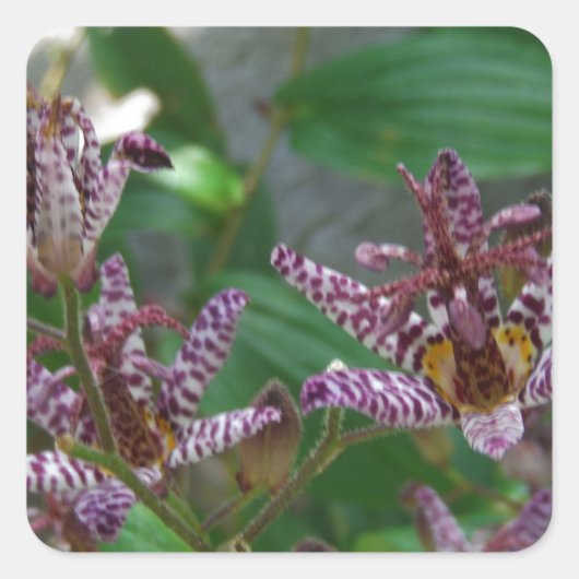 花のような紫のストライプのピンクの白い蘭 スクエアシール (正面)