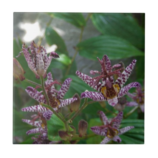 花のような紫のストライプのピンクの白い蘭 タイル (正面)