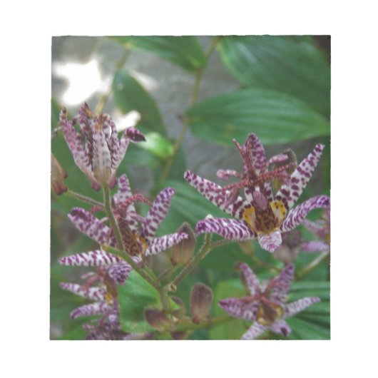 花のような紫のストライプのピンクの白い蘭 ノートパッド (正面)