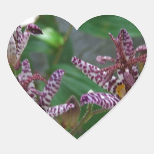 花のような紫のストライプのピンクの白い蘭 ハートシール (正面)