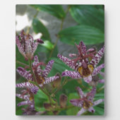 花のような紫のストライプのピンクの白い蘭 フォトプラーク