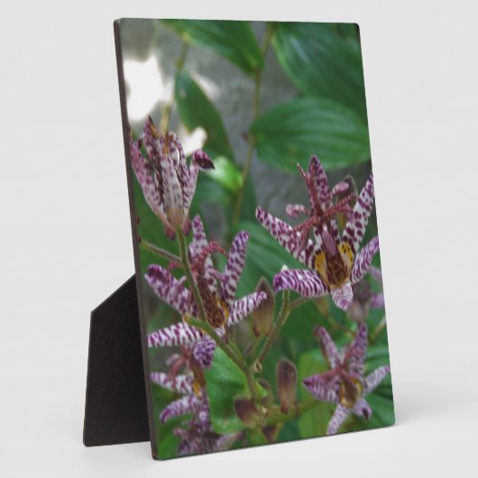 花のような紫のストライプのピンクの白い蘭 フォトプラーク