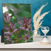 花のような紫のストライプのピンクの白い蘭 フォトプラーク (側面)