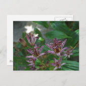 花のような紫のストライプのピンクの白い蘭 ポストカード (正面/裏面)