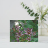 花のような紫のストライプのピンクの白い蘭 ポストカード (スタンド正面)