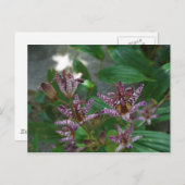 花のような紫のストライプのピンクの白い蘭 ポストカード (正面/裏面)